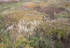 OCTOBER MEADOW #1- NORFOLK COUNTY