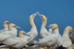 Gannets, Saltee Islands, Co. Wexford