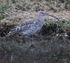 Curlew
