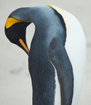 King Penguin Preening