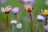 In the world  of Ladybirds