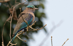 Indian roller