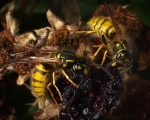 Feasting Wasps