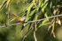 Common Tailorbird side view, Tala, Madhya Pradesh, India