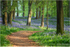 Bluebell Walk, Portglenone Forest (IMG1259)