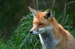 Red Fox