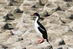 Lone Imperial Shag & nest mounds, Carcass Island, Falklands