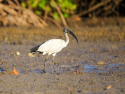 Sacred Ibis