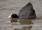 Coot - Fulica atra RPNP0097