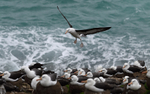 Black-browed Albatros colony