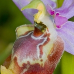 Calliantha's Orchid (Ophrys calliantha)