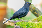 Blackbird Turdus merula-3806