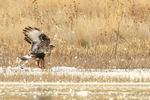 Rough-legged Hawk portfolio