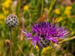 Lulworth Skipper