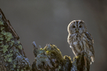 Tawny Owl