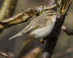 Siberian Chiffchaff