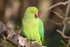 Ring-necked Parakeet