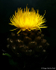 Centaurea macrocephala