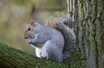 Grey Squirrel