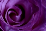 A Rose by Night