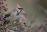 WAXWING HALKYN 14