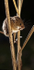 Harvesting Mouse