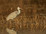 Sandhill Crane standing, South Pond, Bosque del Apache, New Mexico