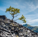 Lone tree, Dinorwic Quarry (4)
