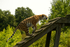 Amur Tiger - Tatana