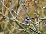 Long-tailed Tit