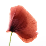 Single Poppy