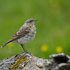 Wheatear