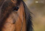 Stallion eyes