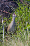 Corncrake