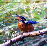 Kingfisher 2