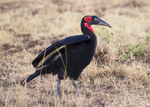 Southern Ground-hornbill portfolio