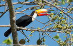 Toco toucan