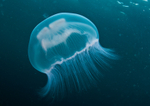 Aurelia aurita