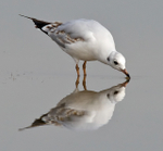 Black-headed Gull (first winter) drinking from still water at Otmoor