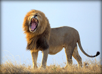 King of the Jungle