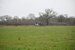 WJ6_1293