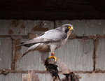 Peregrine Falcon - Falco peregrinus