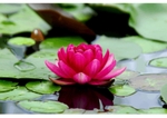 lotus-flower-on-water jpeg 1