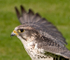 Saker Falcon (2)