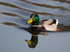 Mallard