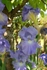 Iris 1004