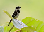 White-collared Seedeater portfolio
