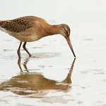 Black-tailed Godwit