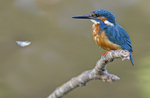 Male Kingfisher