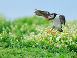 Atlantic Puffin landing, Inner Farne
